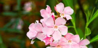 Oleandro 699 0 025 Oleandro_ok